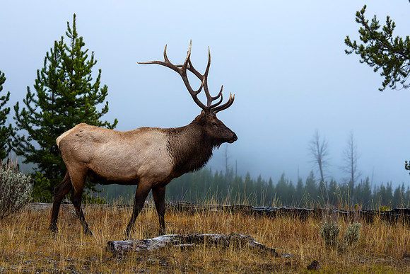 Big bull Elk in the fall close to the Madison River.