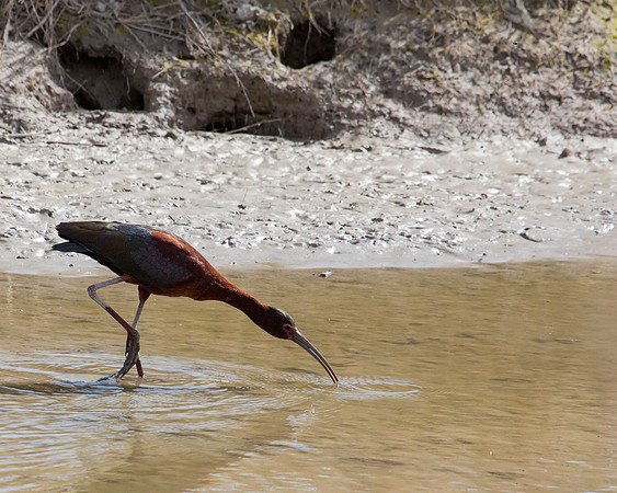 White-faced Ibis