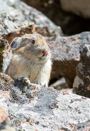 American Pika - Hell's Roaring Trailhead - Yellowstone National Park