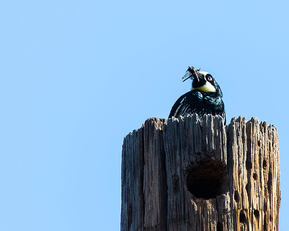 Acorn Woodpecker with lunch