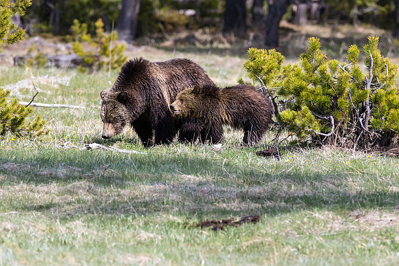 Grizzly sow with yearling cub