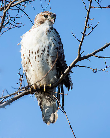 Red-tailed Hawk