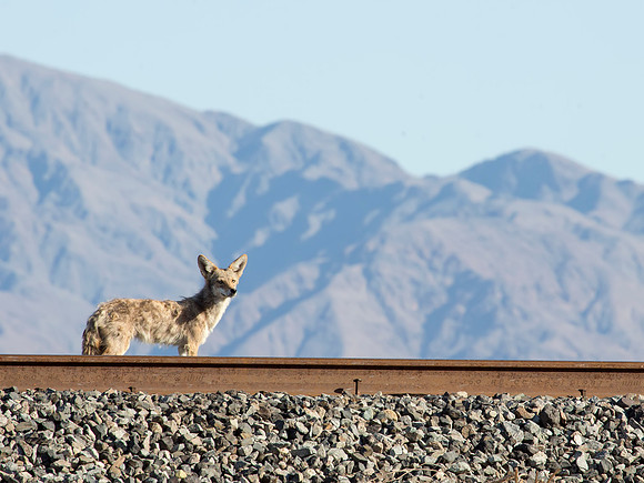 Coyote - Salton Sea, CA
