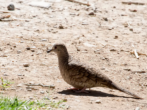 Inca Dove - Big Bend National Park