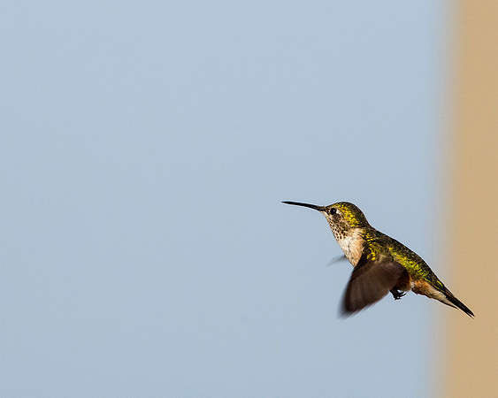 Broad-tailed Hummingbird - Female
