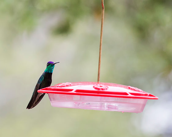 Magnificent Hummingbird