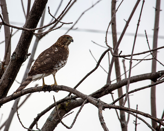 Broad-winged Hawk