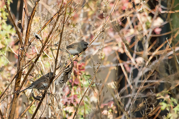 Dark-eyed Junco, Pink-sided - Scotts Bluff NP