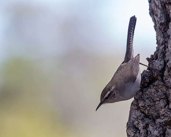 Bewick's Wren - Western Interior