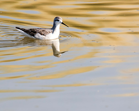 Wilson's Phalarope at Bear River Bird Migratory Center