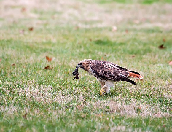 Red-tailed Hawk with lunch