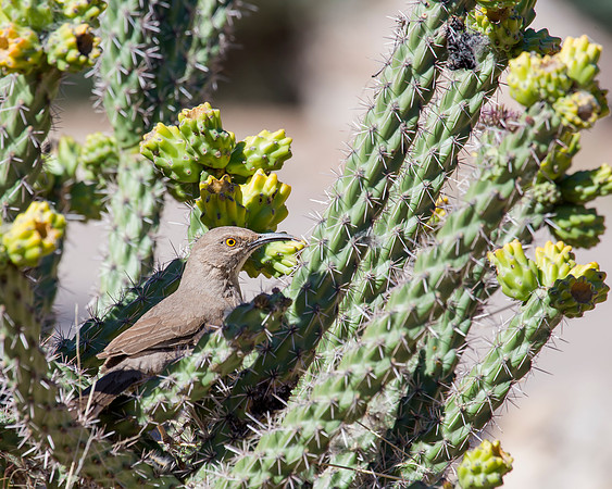 Curved-billed Thrasher