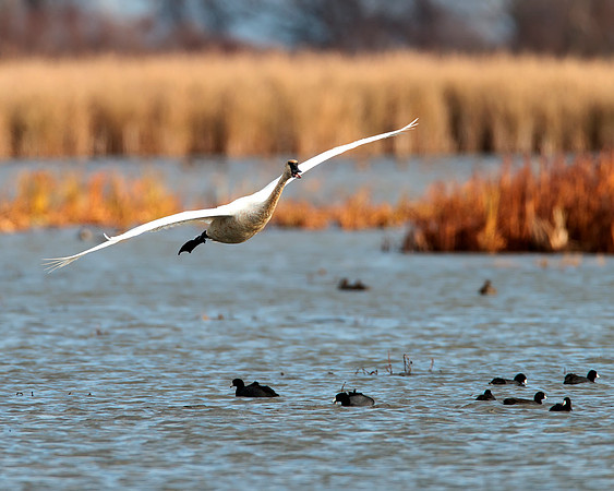 Trumpeter Swan with American Coots already in the water