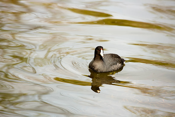 American Coot - Carriage Hill Metropark