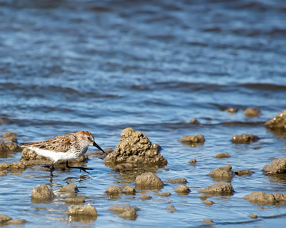 Western Sandpiper - Salton Lake, CA