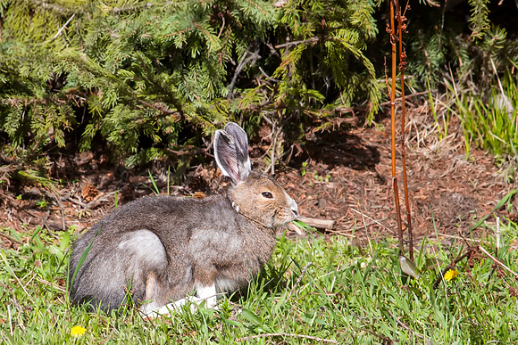 Snowshoe Hare - West Thumb Geyser Basin - Yellowstone National Park