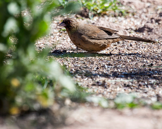 Abert's Towhee