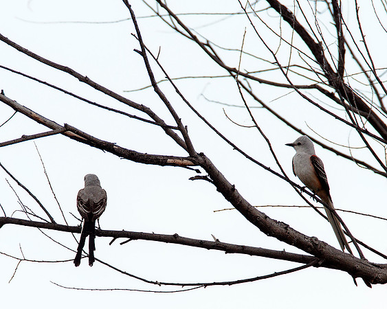 Scissor-tailed Flycatcher pair