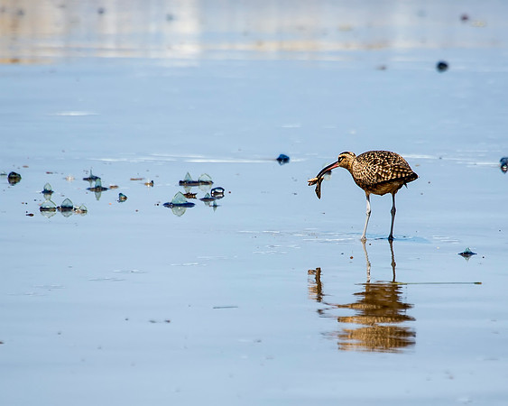 A yummy dinner for this Whimbrel - you want some?