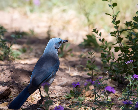 Mexican Jay - Hereford, AZ