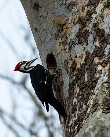 Pileated Woodpecker