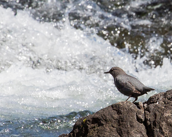 American Dipper - Lehardys Rapids
