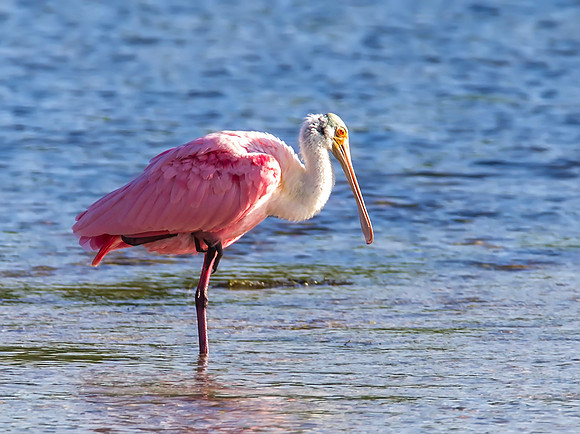 Roseate Spoonbill - Ding Darling NWR, Florida