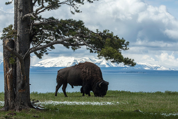 Bison grazing above Yellowstone Lake