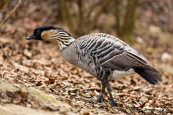 Hawaiian Goose (Nene)