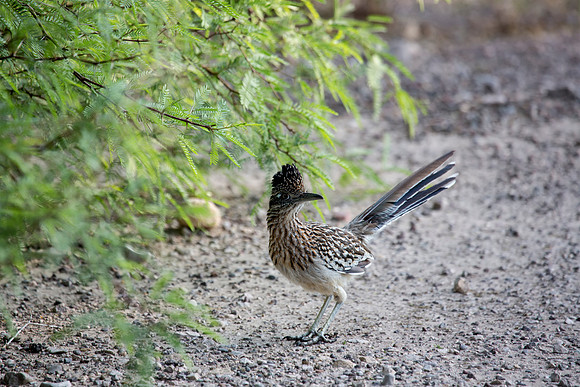 Greater Roadrunner