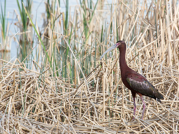White-faced Ibis - Bear River Migratory Bird Refuge