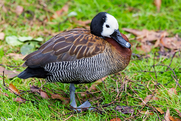 White-faced Whistling Duck from Africia