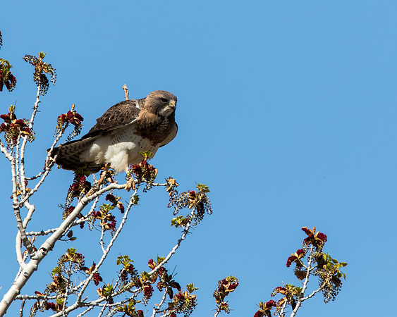 Swainson's Hawk ready for lift-off