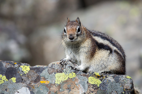 Golden-mantled Ground Squirrel
