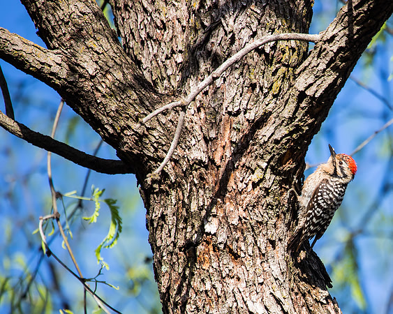 Ladder-backed Woodpecker