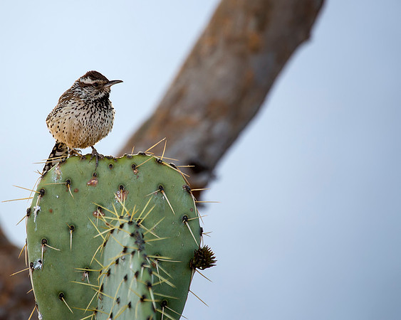 Cactus Wren on a - cactus of course.