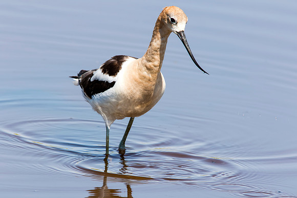 American Avocet - Bear River Bird Migratory Refuge