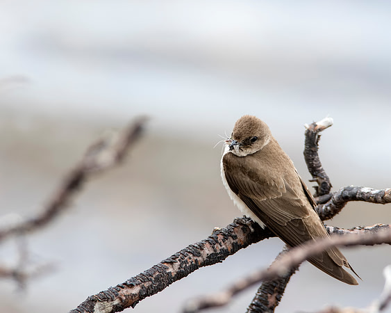 Northern Rough-winged Swallow - Grand Tetons