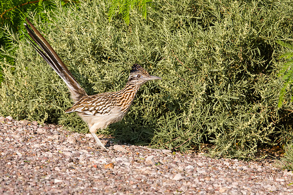 Greater Roadrunner - Big Bend National Park