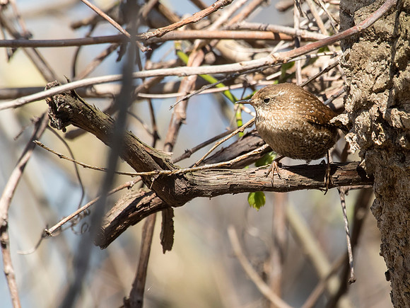 Winter Wren - Magee Marsh, OH