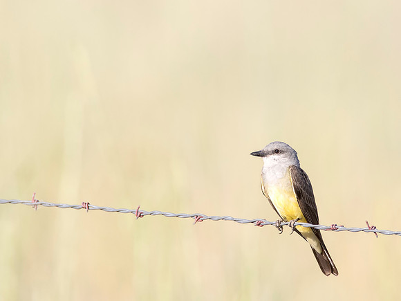 Western Kingbird - Utah