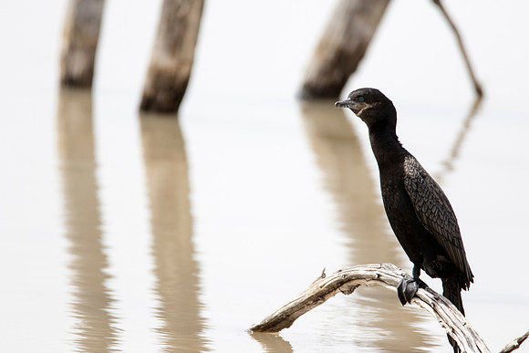 Neotropic Cormorant - Bosque del Apache NWR