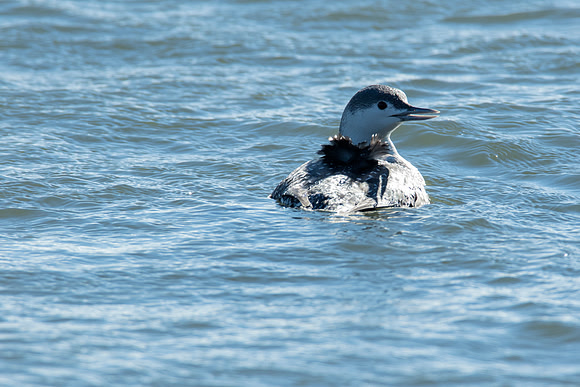 Red-throated Loon - Barnegat Lighthouse State Park, NJ