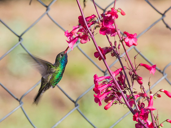 Broad-billed Hummingbird - Paton's Yard - Patagonia, AZ