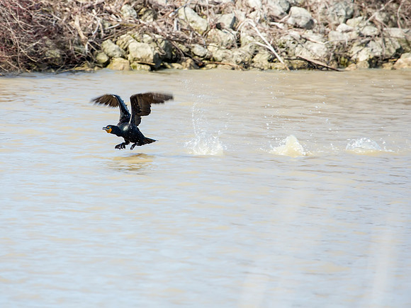 Double-crested Cormorant - Me