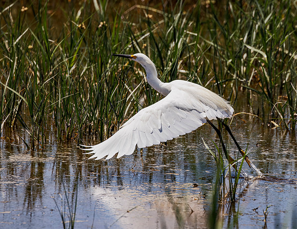 Snowy Egret taking Flight - 2023