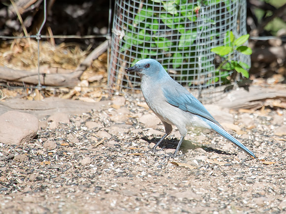 Mexican Jay - Ash B & B - Hereford, AZ