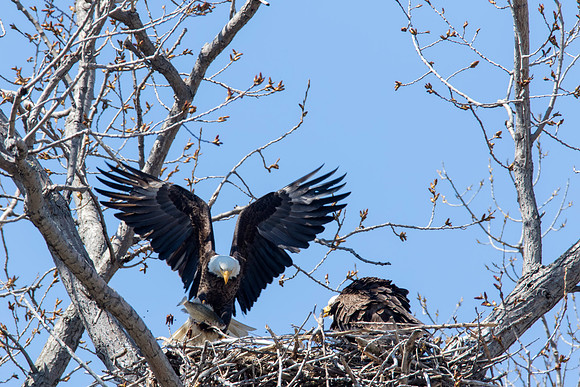 American Bald Eagle - Lunch is served - Magee Marsh, OH
