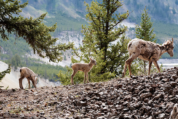 Springtime Bighorn Sheep Lambs - Yellowstone National Park