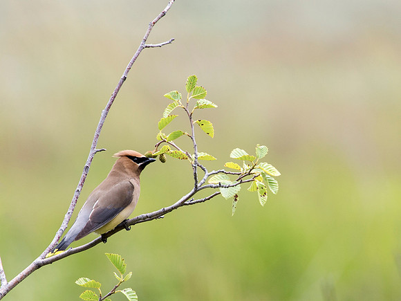Cedar Waxwing - Grand Teton NP
